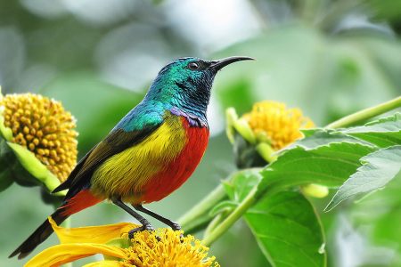 World Class Bird Watching Tour In Nyungwe