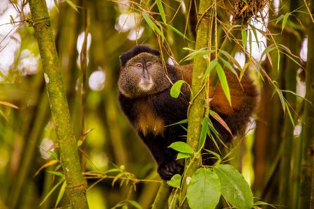 Golden Monkey Tour In Volcanoes National Park