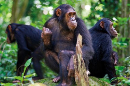 Chimpanzees Tour In Tongo Forest