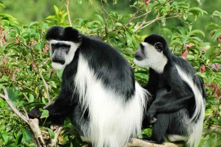 Black And White Colobus Monkeys – Nyungwe Forest National Park Tour