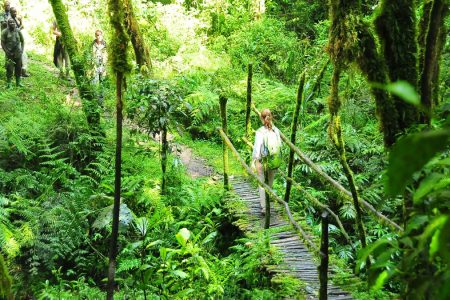 Hiking Trails Tour In Nyungwe